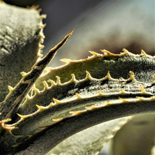 Dyckia marnier-lapostollei