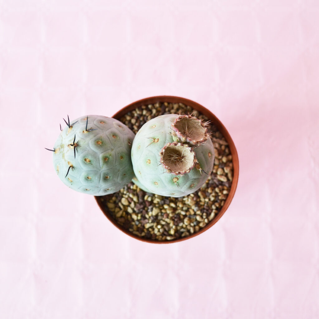 Foto di famiglia: Tephrocactus - Cactusmania Blog