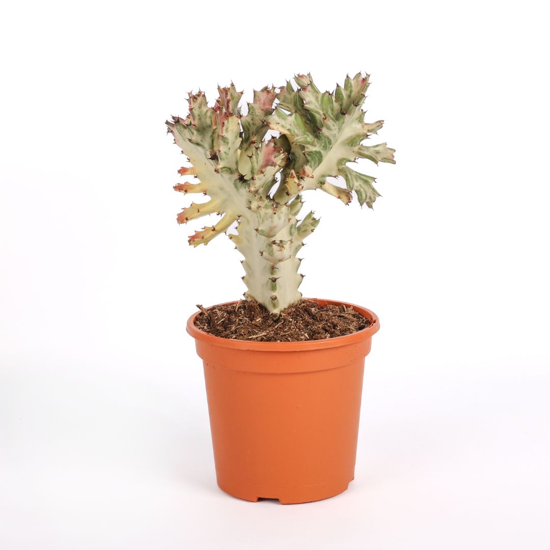 Euphorbia lactea Ghost Ø 17 cm