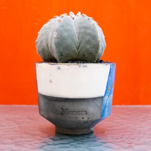 Astrophytum myriostigma