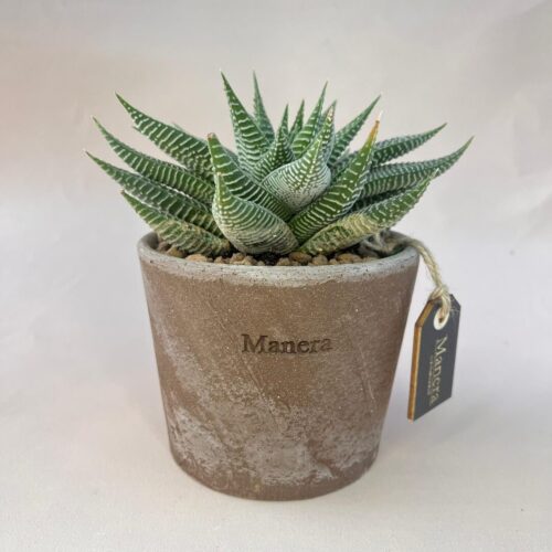 Haworthia in Vendita Online