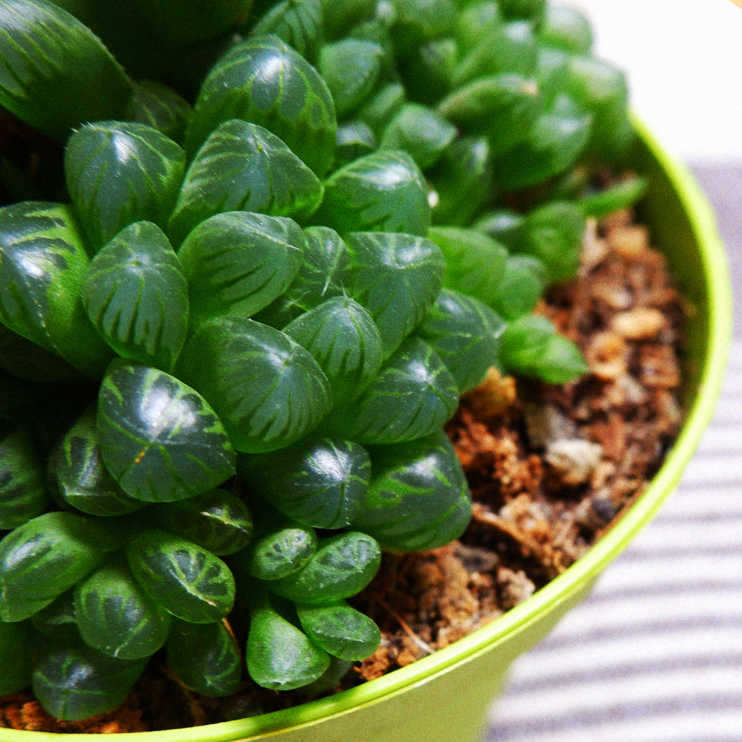 Haworthia Cooperi, alla scoperta della pianta grassa che sembra di