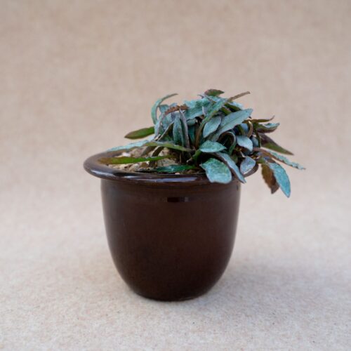 Euphorbia francoisii vaso in ceramica